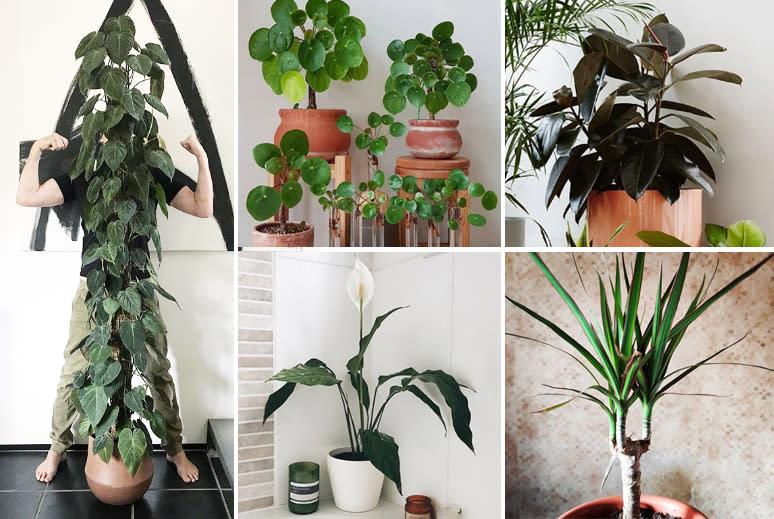 Photo of philodendron, pilea, rubber plant, dragon tree and peace lily 