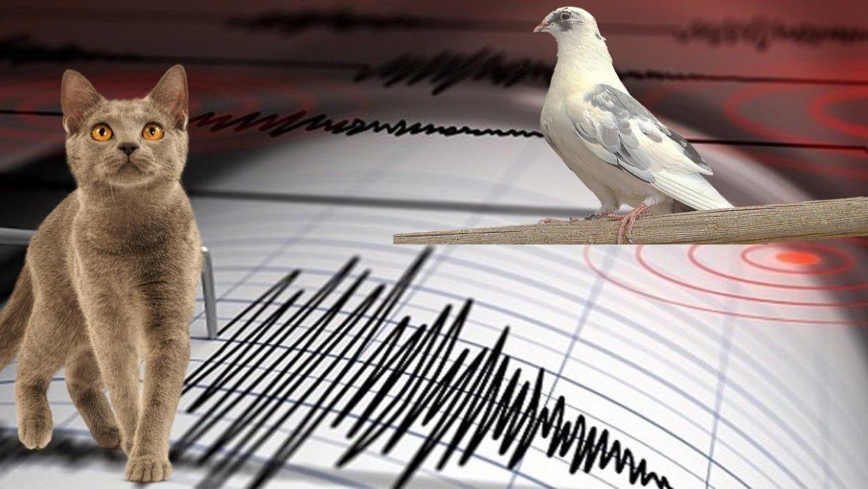 Un nuevo estudio asocia comportamientos anómalos de determinados animales con señales precursoras de terremotos