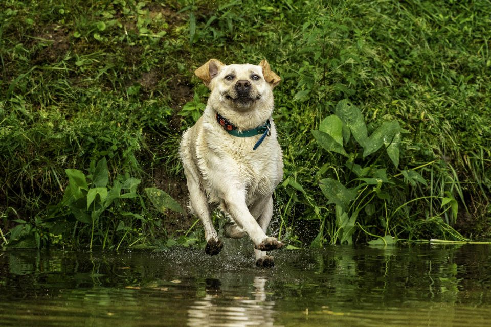 Photographers from 81 countries have entered the competition (John Carelli/ Mars Petcare Comedy Pet Photography Awards/PA)