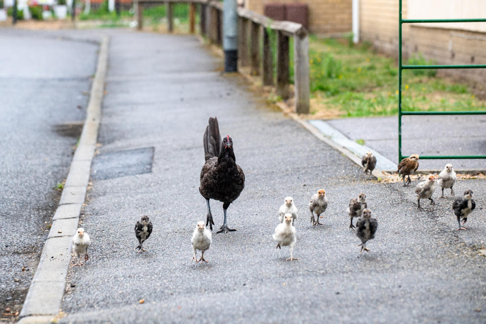 Dozens of chickens and six roosters now roam the residential roads around the estate known as Ashbrook Meadows (SWNS)