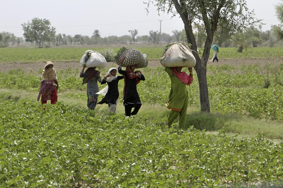 Women carry feed for their cattle as they walk through a recently grown cotton field in Fazalpur area, which was badly impacted by flooding last year, in Rajanpur, a district of Pakistan's Punjab province, Sunday, May 21, 2023. In Punjab, farms got a lucky break as the water enriched once-dry lands during the floods. (AP Photo/Asim Tanveer)