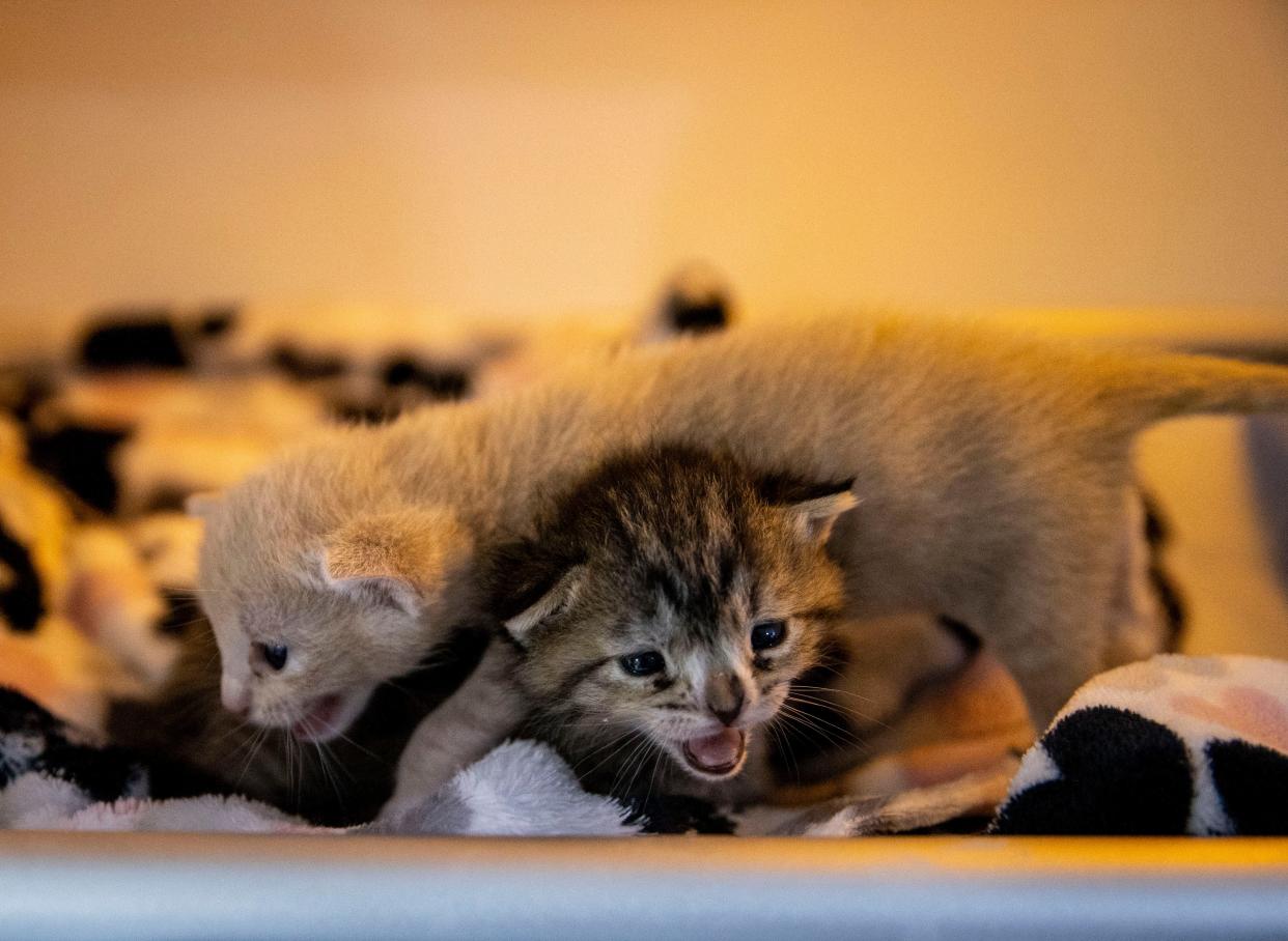 Kittens ranging from one to three weeks old are kept in a temperature and climate controlled area at Neonatal Kitten Rescue of the PNW in Jefferson.