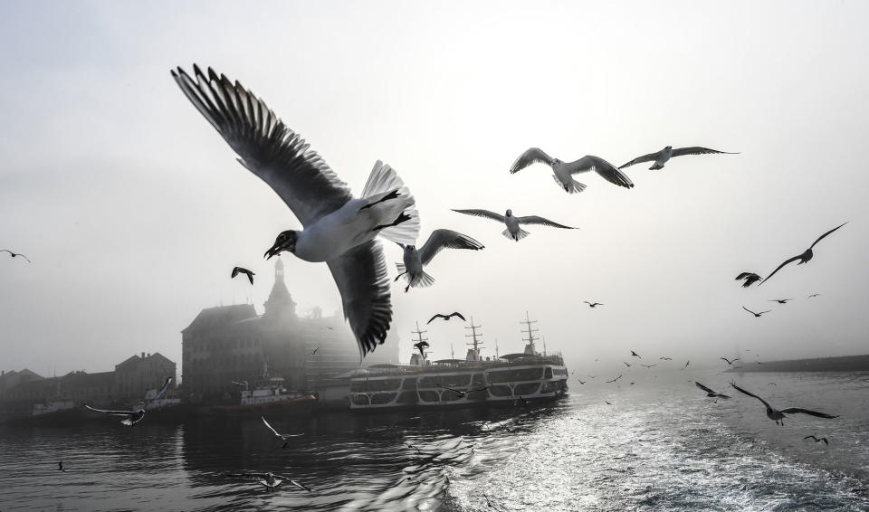 Gulls in Istanbul