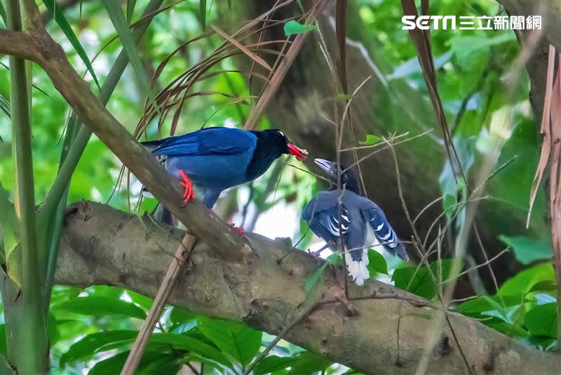 台灣藍鵲餵食幼鳥，珍貴畫面曝光。（圖／網友吳祚叡授權提供）
