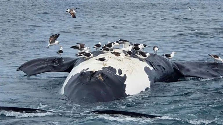Chubut: aparecieron seis ballenas muertas en las costas de Puerto Pirámides.