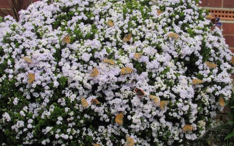 Painted Lady butterflies could arrive to UK shores in a "once-in-a-decade" phenomenon. - Credit: Butterfly Conservation/PA