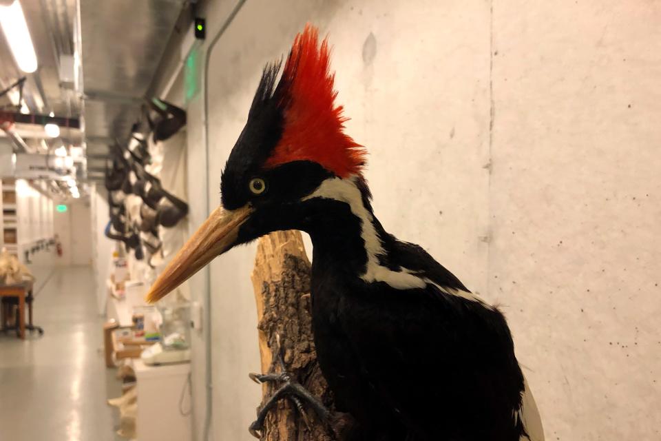 An ivory-billed woodpecker specimen displayed at the California Academy of Sciences in San Francisco.