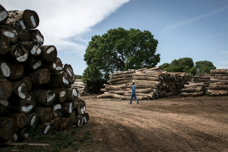 Tropical forests cover more than half of Mozambique's land mass but China's insatiable appetite for rare woods to feed its furniture industry means the country is being stripped of its slow-growing tropical forests