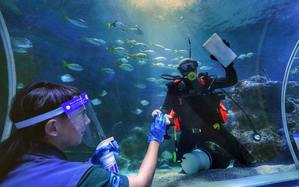 Staff member cleans window in aquarium - PA