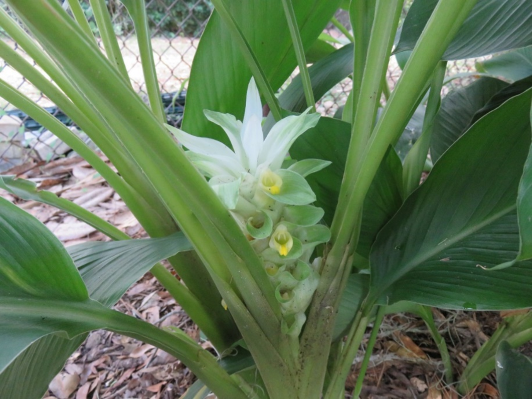 A turmeric plant is a great addition in any garden or shaded landscape.