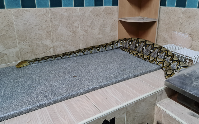 Massive snake slithers out of ladies' room toilet in Australia, becomes  your next nightmare