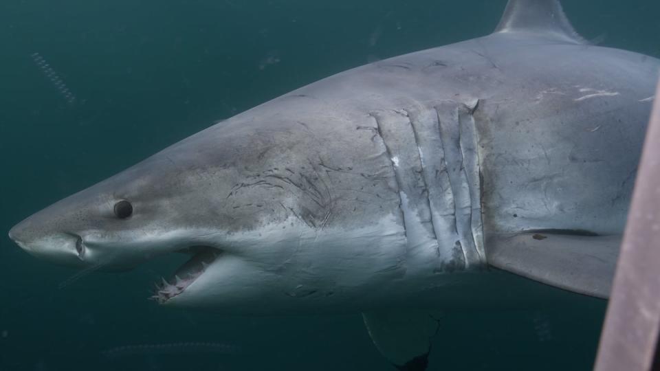 These incredible predators are a sign of a healthy ocean ecosystem and are hopefully here to stay.