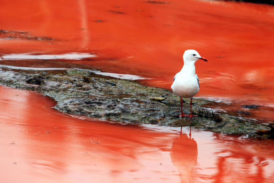 El blanco de la gaviota contrasta con el rojo intenso del agua en una playa australiana. (Newspix/Rex/Rex USA)