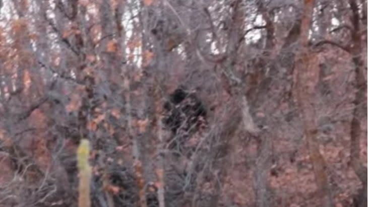 Provo Canyon Bigfoot