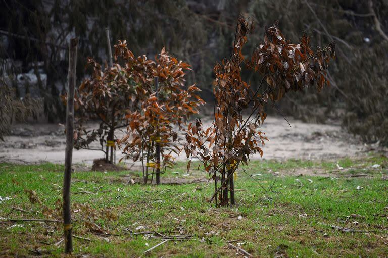 Árboles de alcanfor (Cinnamomum camphora) que no fueron afectados por el incendio, cuyas semillas fueron traídas desde Hiroshima