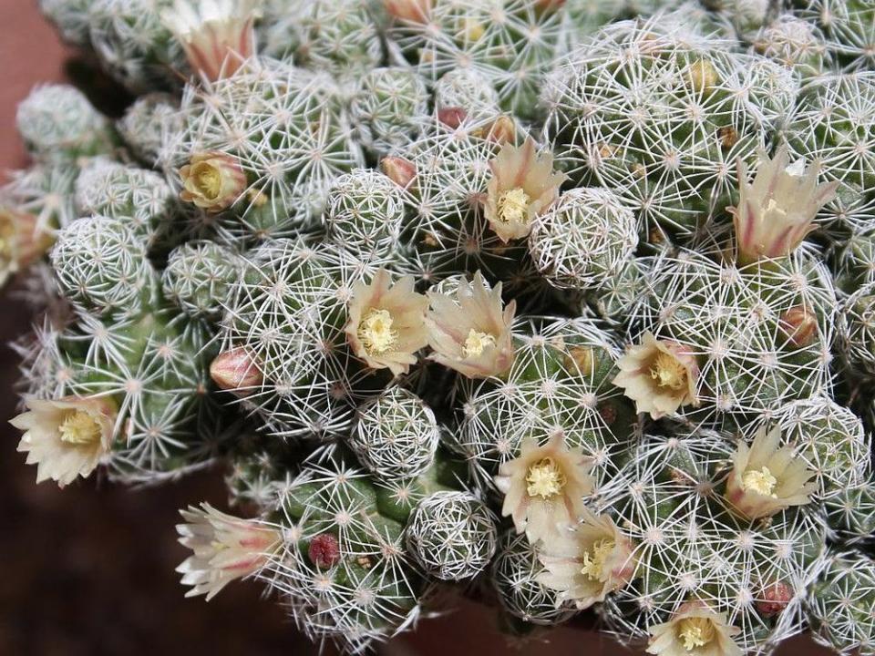 8) White Thimble Cactus