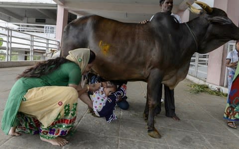 Indian Hindu devotees pass their daughter under a sacred cow to mark Krishna Janmashtami, a celebration of the Hindu deity Krishna - Credit: AFP