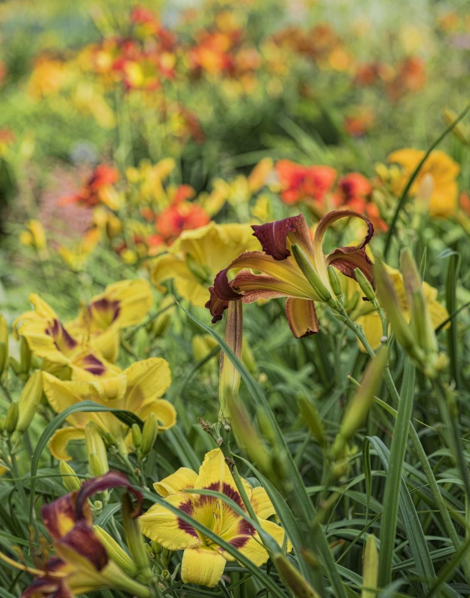 day lily garden