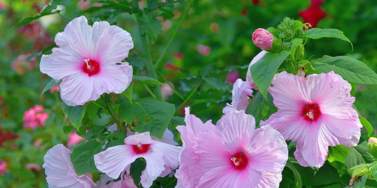 how to grow hardy hibiscus