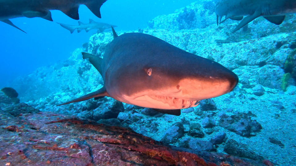 A close-up underwater view of a large shark with numerous other sharks in the background swimming near rocks and coral