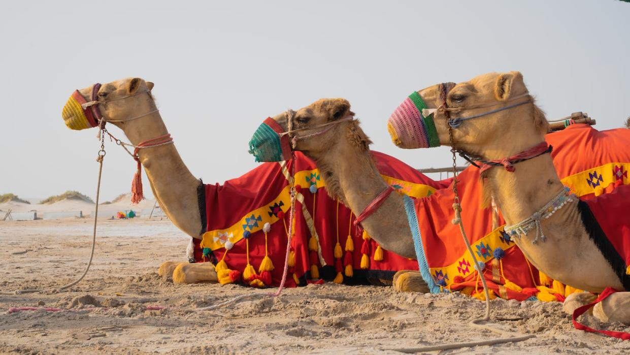 <a href="https://www.shutterstock.com/es/image-photo/camels-traditional-dresseswaiting-beside-road-tourists-2187880981" rel="nofollow noopener" target="_blank" data-ylk="slk:Shutterstock / SLSK Photography;elm:context_link;itc:0;sec:content-canvas" class="link ">Shutterstock / SLSK Photography</a>