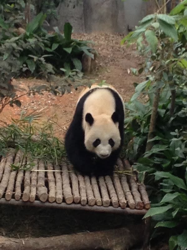 Together, Kai Kai and Jia Jia mark the 20th anniversary of friendly Sino-Singapore relations.