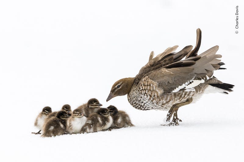 Photo: Charles Davis / Wildlife Photographer of the Year