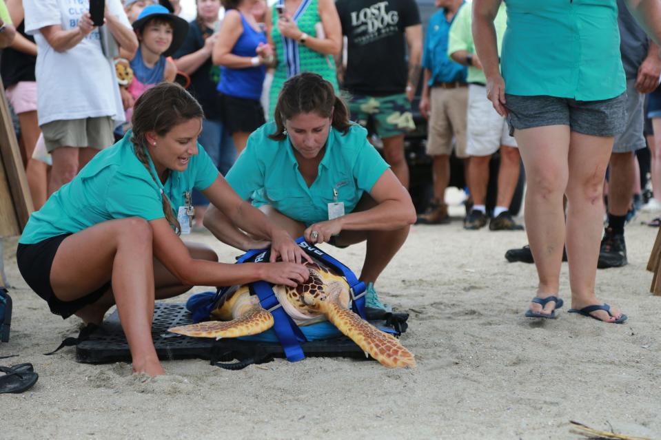 Allie Williford scratches Addy's head as she and Chantal Audran get ready to release Addy into the ocean Wednesday afternoon on Tybee Island.