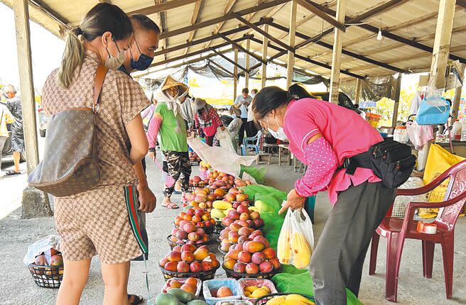 正值台南芒果產季，官田渡頭芒果集貨市場每天都有農民來販售芒果。（張毓翎攝）