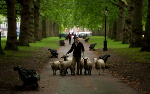 Shepherd Tom Davis with his sheep in Green Paek - Credit: Geoff Pugh for the Telegraph