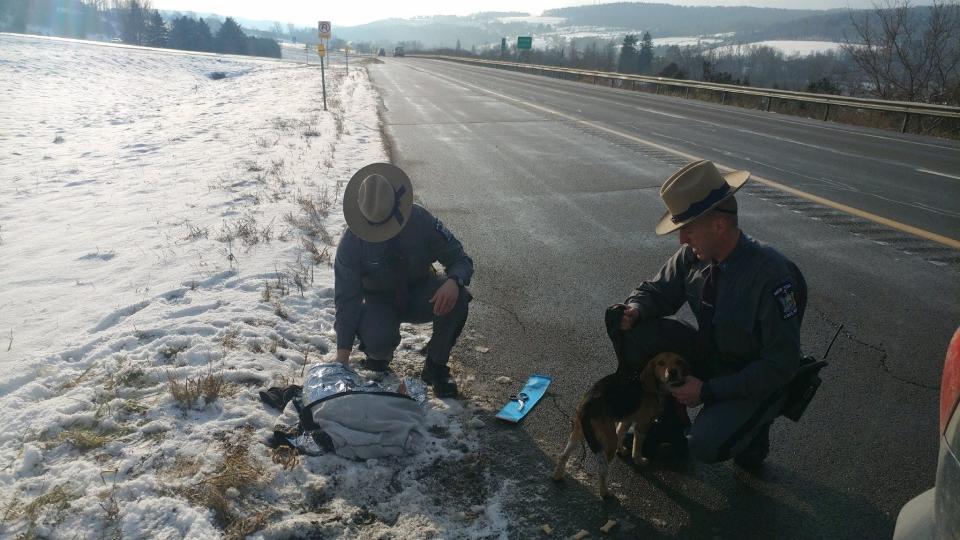 New York State Police are looking for a suspect vehicle that allegedly threw two beagles out a window along Interstate 81 in Cortland County on Dec. 12.