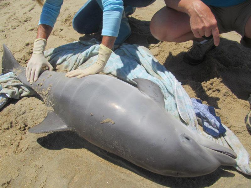 Rescuers work on a baby dolphin that was stranded in