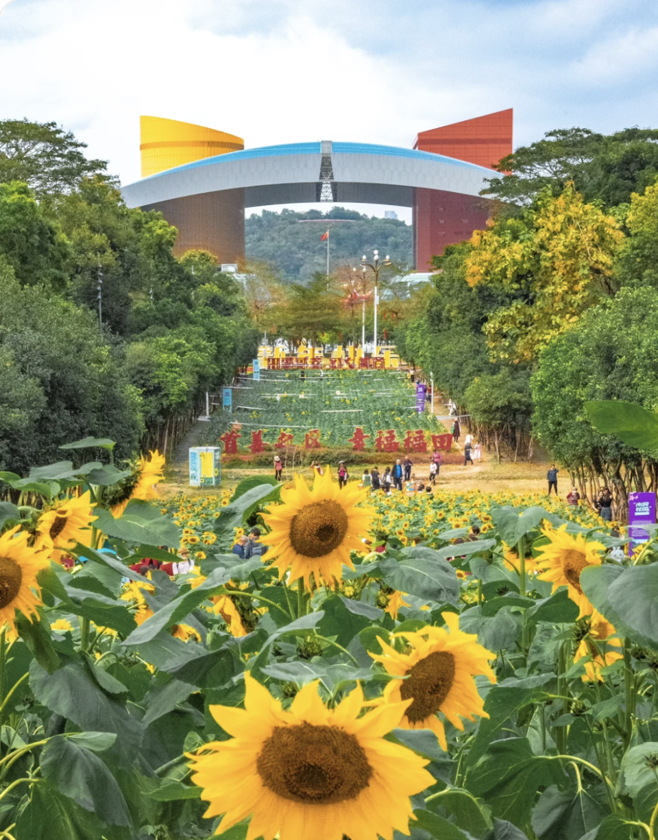 深圳賞花｜一文睇清各花花期及觀賞地 3月鬱金香、向日葵、黃花風鈴木 4月馬鞭草、泰國櫻花