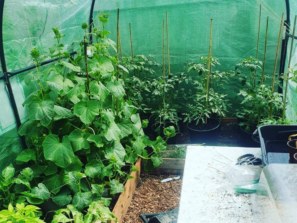 Photograph of an allotment site