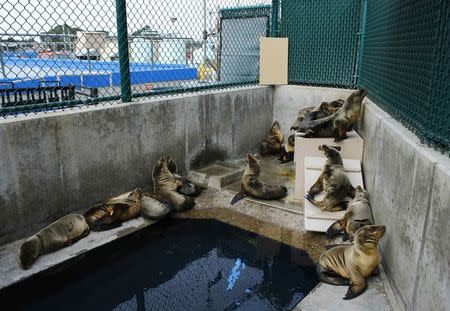 Rescued California sea lion pups rest in their holding pen at Sea World San Diego in San Diego, California January 28, 2015. REUTERS/Mike Blake