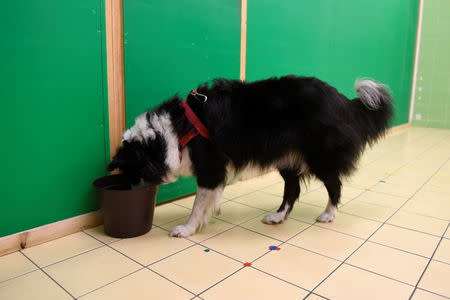 Rohan, the 6 year-old normal weight Border collie eats during a test trying to find the reasons for obesity at the Ethology Department of the ELTE University in Budapest, Hungary, June 11, 2018. Picture taken June 11, 2018. REUTERS/Tamas Kaszas