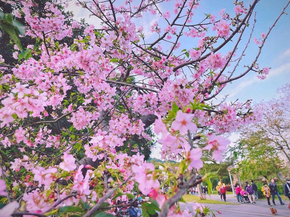 春日綻放的櫻花增添了浪漫的氣息。   圖：新北市高灘處提供