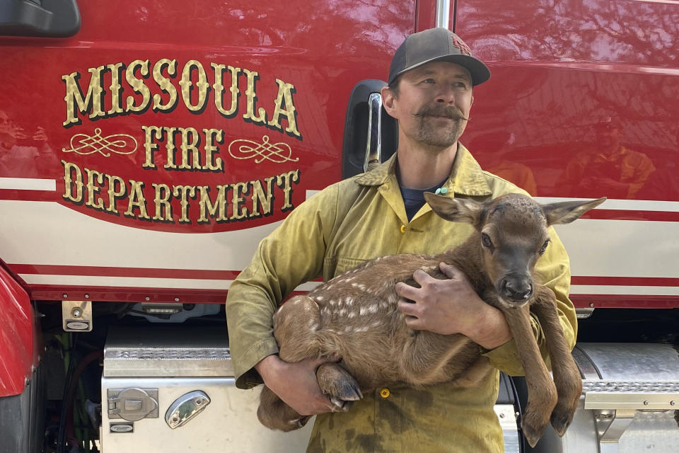 In this photo provided by Nate Sink, the Missoula, Montana-based firefighter, cradles a newborn elk calf that he encountered in a remote, fire-scarred area of the Sangre de Cristo Mountains near Mora, N.M., on Saturday, May 21, 2022. Sink says he saw no signs of the calf's mother and helped transport the abandoned baby bull to a wildlife rehabilitation center to be raised alongside a surrogate gown elk. (Nate Sink via AP)