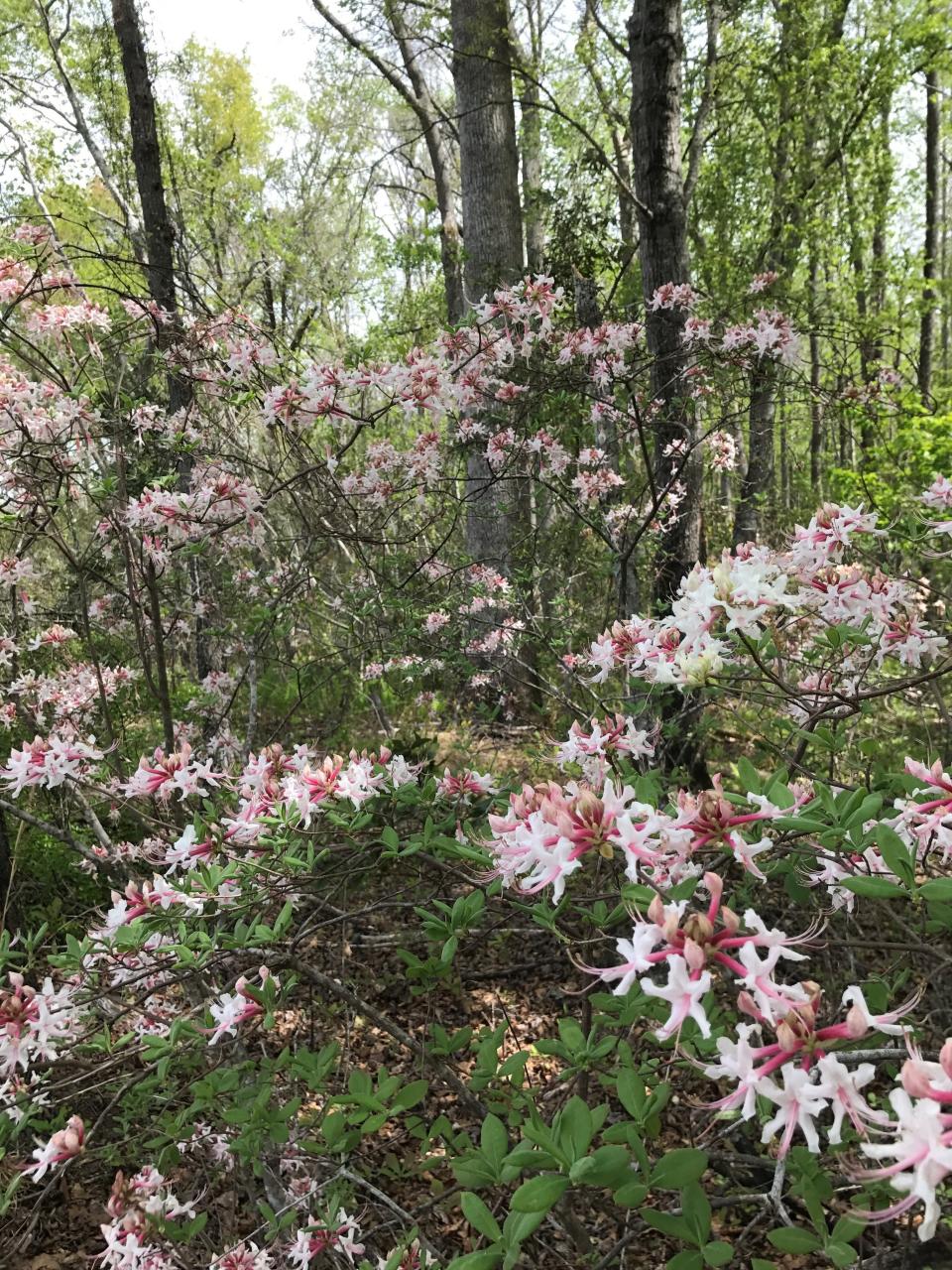 Native wild azaleas bloom during spring in some parts of the Southeast. White Springs, Florida, may be the only city in the U.S. to have hosted a wild azalea festival.