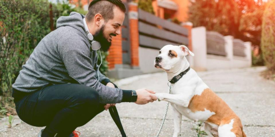 Ihr könnt eurem Hund beibringen, auf Kommando eure Hand zu schütteln. - Copyright: vgajic/ Getty Images