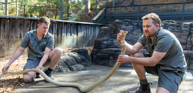 Zoo Keepers Perform Dangerous Health Check On Deadly King Cobra