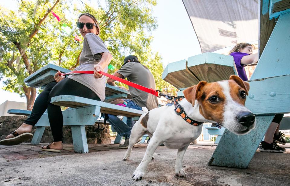 Courtney Aynes sits down at the picnic table at Sayulita Taqueria with her dog Motley, a 1-year-old Jack Russell Terrier, as he checks out the camera after ordering food on Oct. 17. Sayulita has a Mutt Menu where patrons can order food for their dog.