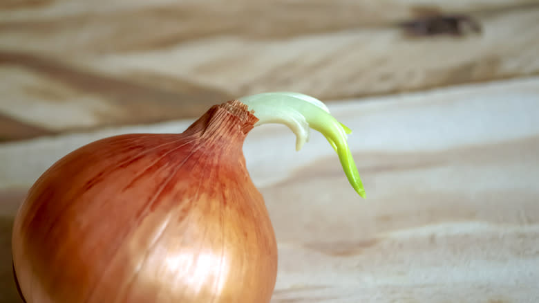 sprouting onion on wooden table