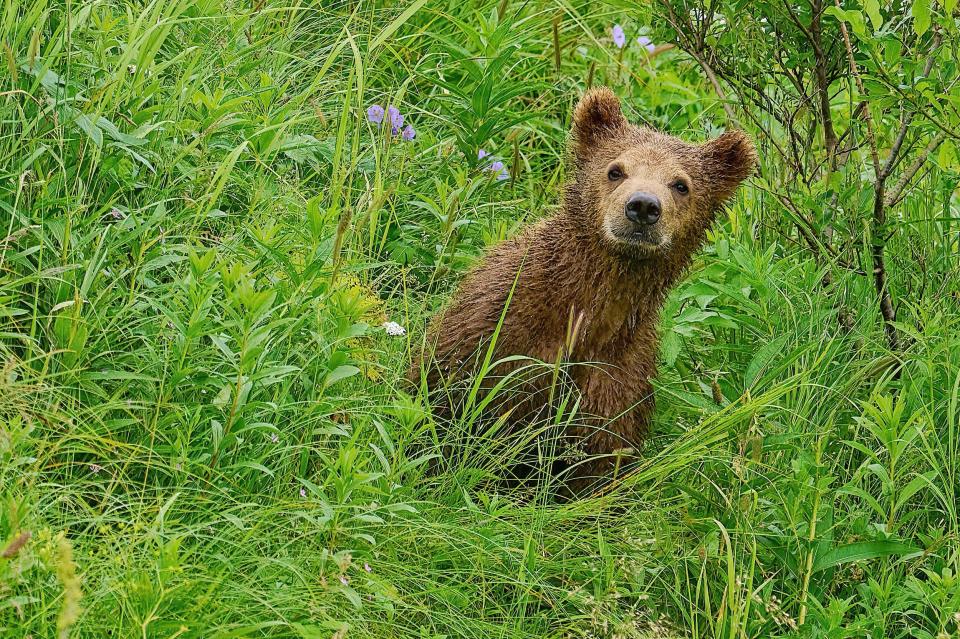 Picture of a bear cub in the grass