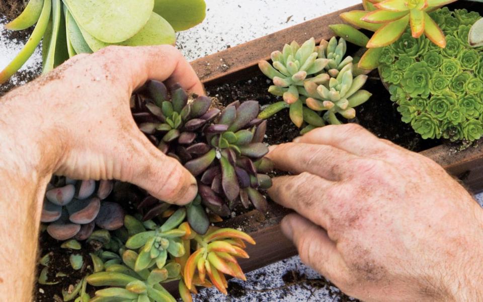 Chantal Aida Gordon and Ryan Benoit grow succulents in their window box - Ryan Benoit Photo