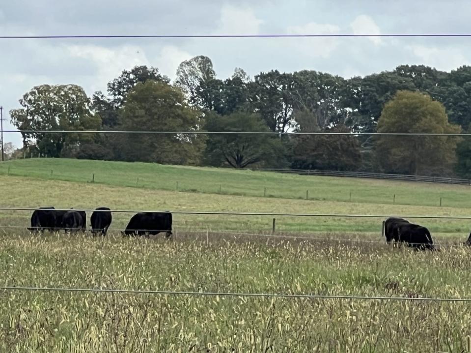 Cattle graze behind fencing on Oct. 6, 2023 near Queenstown, Maryland and the site of the Wye River summit for Middle East Peace held in 1998.