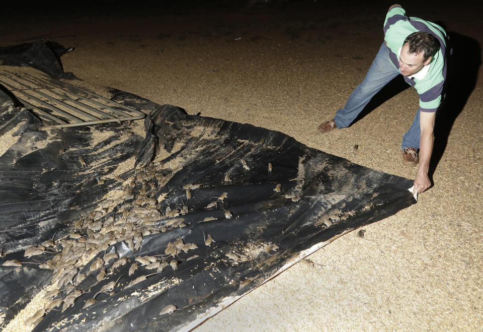 Eric Fishpool pulls on a tarpaulin covering stored grain as mice scurry around on his farm near Tottenham.