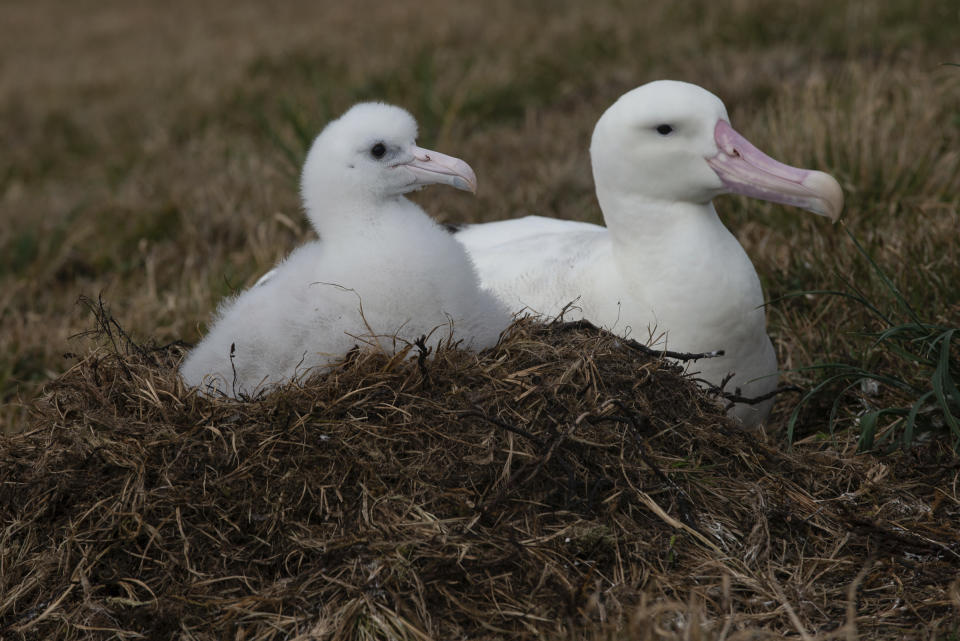 This undated photo shows a wandering albatross and a chick on Marion Island, part of the Prince Edward Islands, a South African territory in the southern Indian Ocean near Antarctica. Mice that were brought by mistake to a remote island near Antarctica 200 years ago are breeding out of control because of climate change, eating seabirds and causing major harm in a special nature reserve with “unique biodiversity.” Now conservationists are planning a mass extermination using helicopters and hundreds of tons of rodent poison. (Anton Wolfaardt via AP)