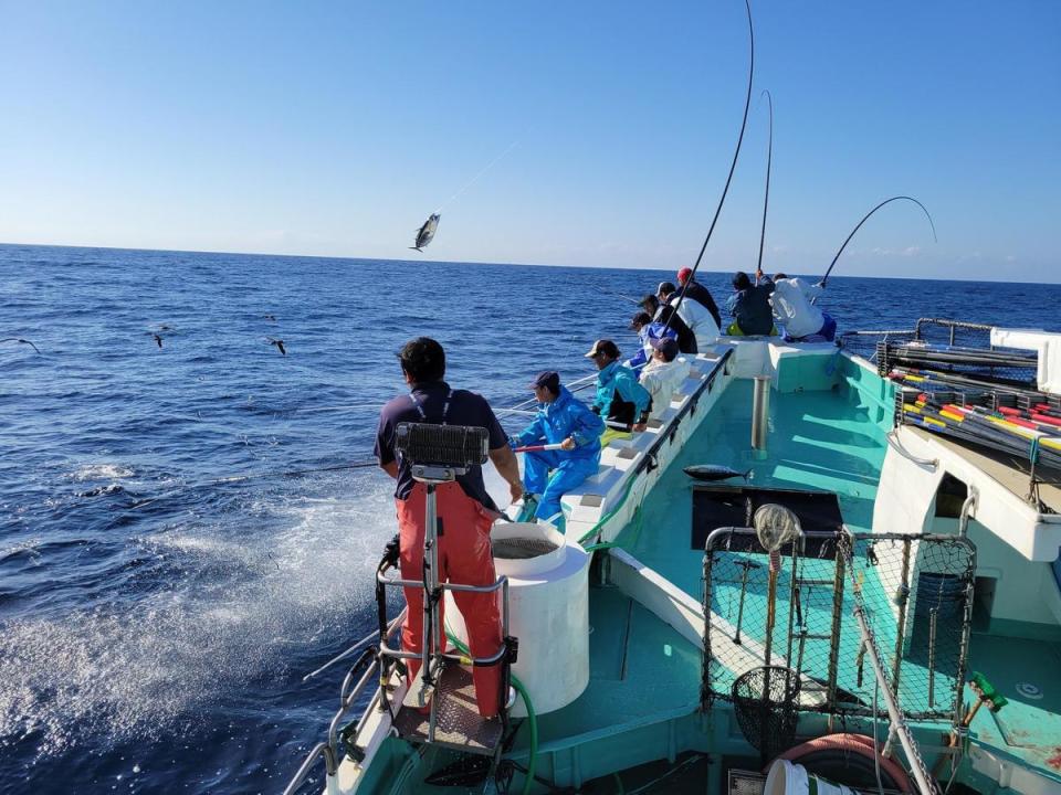 「鰹魚一本釣」是當地傳承百年的傳統捕鰹技法。（高知縣觀光會展協會提供）