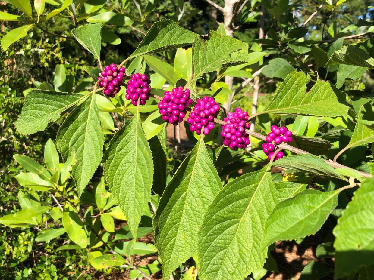 The vivid purple berries of American Beautyberry appear in the fall.